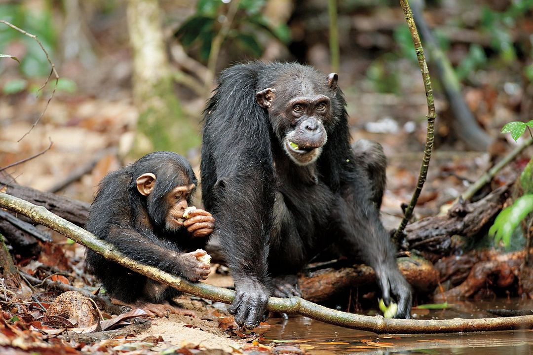 Chimpanzés : Photo