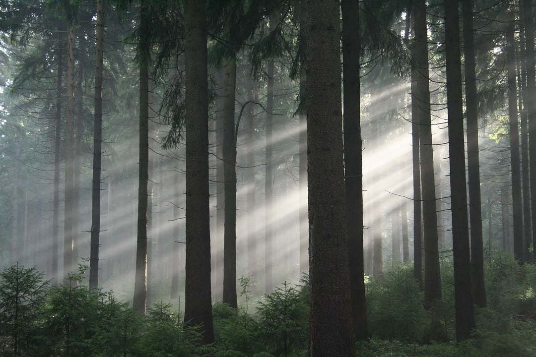 La Planète verte : Photo