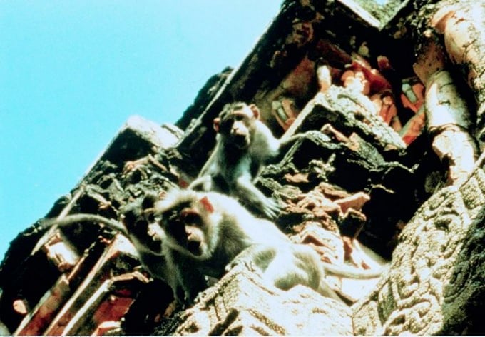 Hanuman : Photo