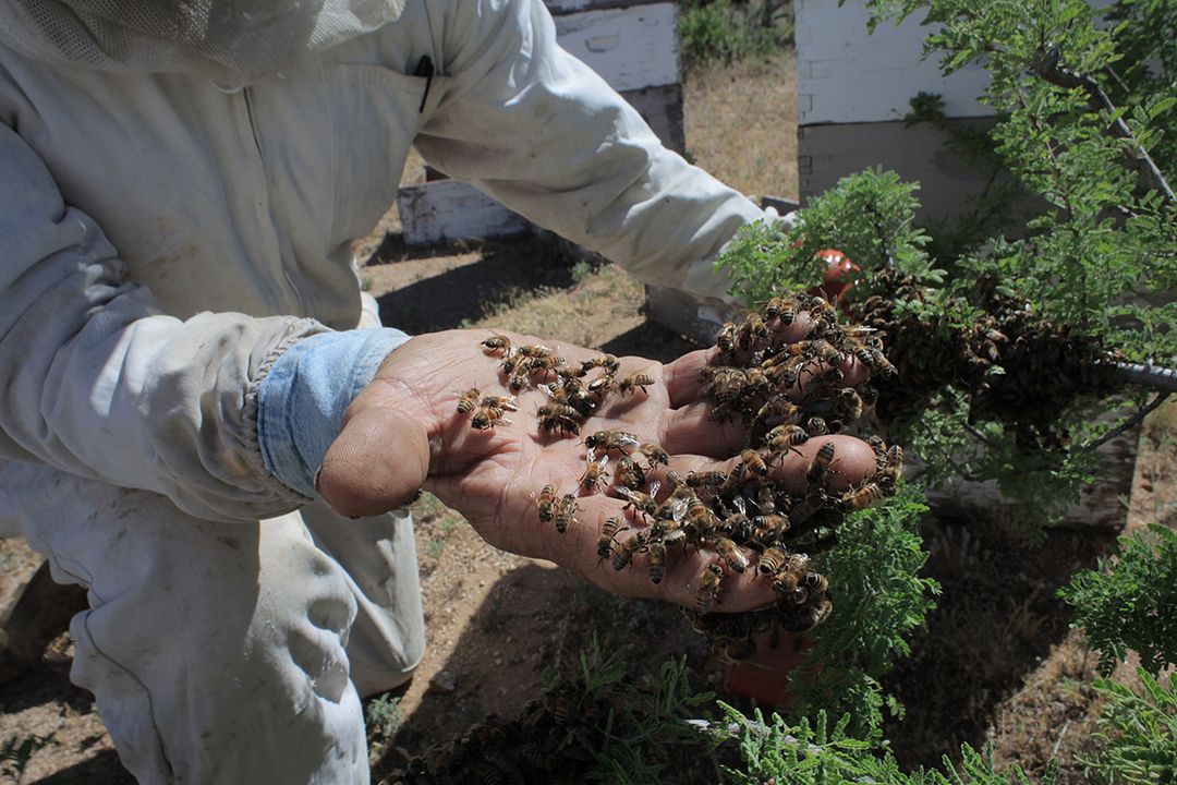 Des Abeilles et des Hommes : Photo