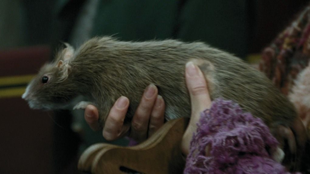 Quiz Harry Potter à quels personnages appartiennent ces animaux de compagnie ? À qui