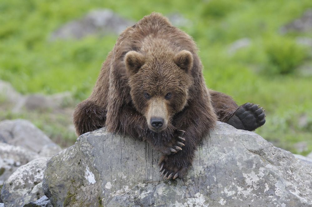 Terre des Ours : Photo