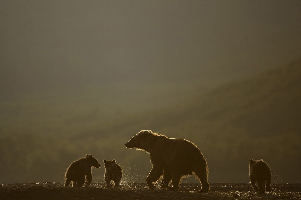 Terre des Ours : Photo