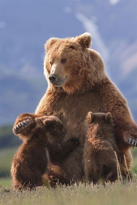 Grizzly : Photo