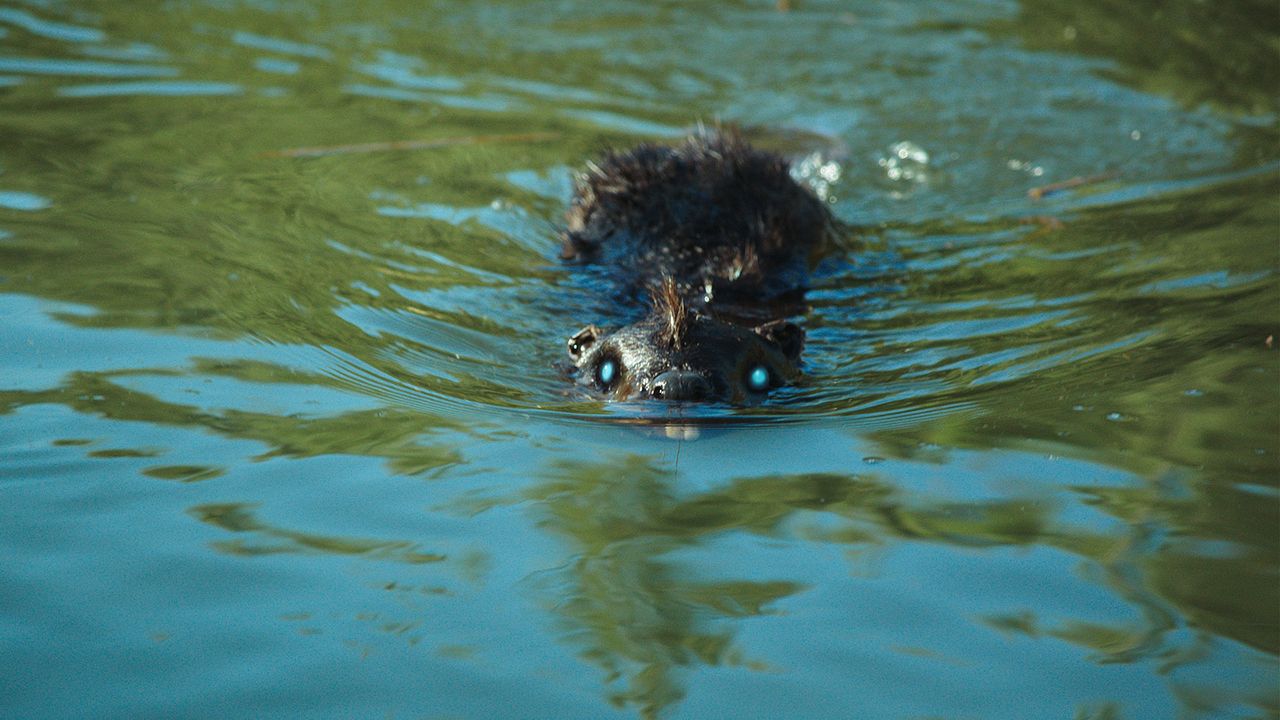 Zombeavers : Photo