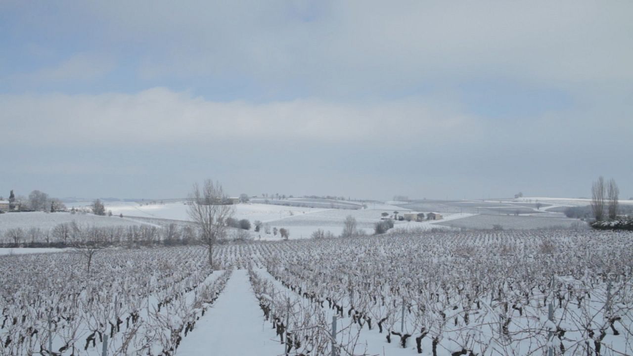Vendanges : Photo