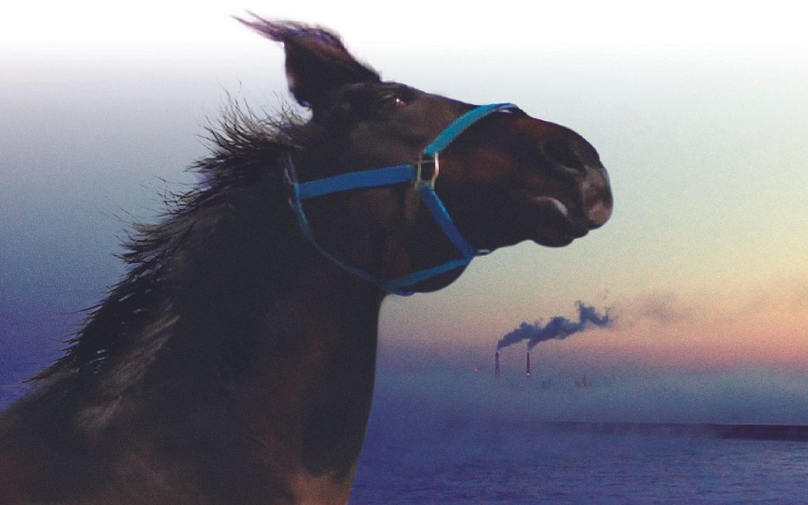 The Horses of Fukushima : Photo
