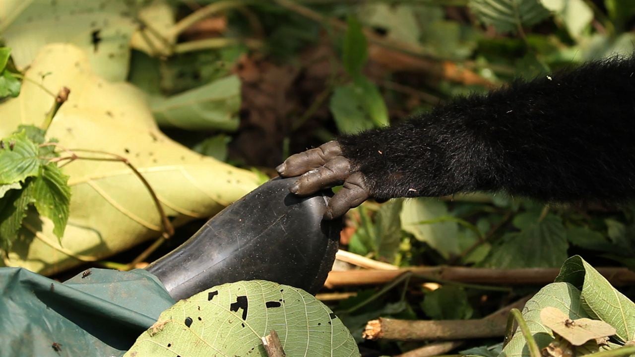 Virunga : Photo