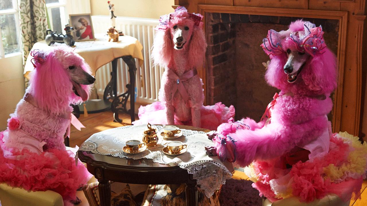 Pudsey the Dog: The Movie : Photo