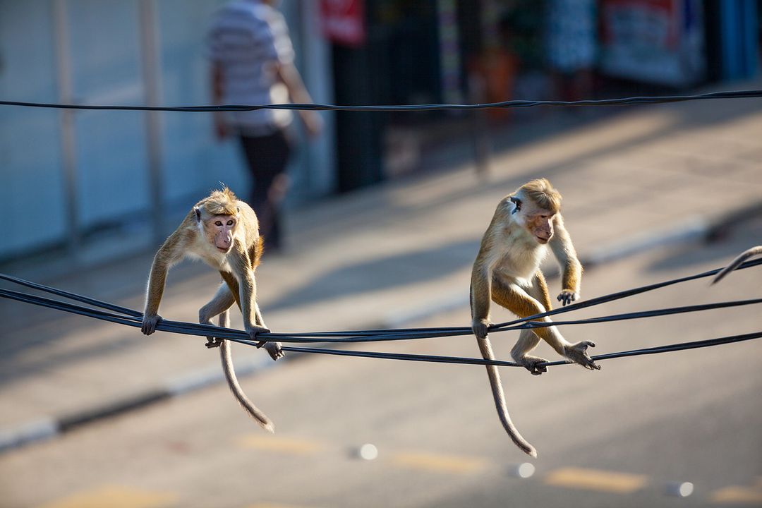 Au Royaume des Singes : Photo