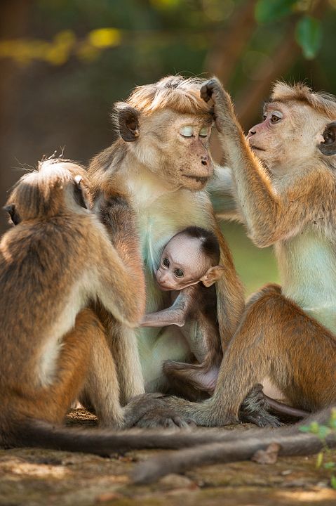 Au Royaume des Singes : Photo