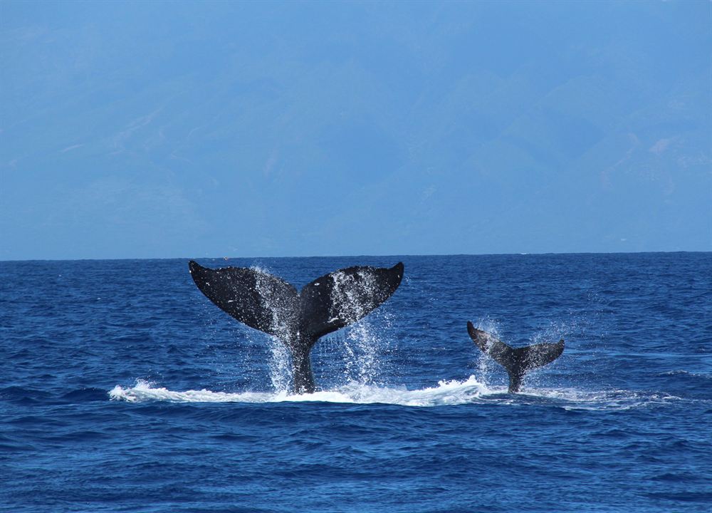 Baleines : Photo