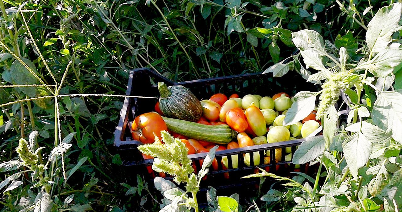 Le Potager de mon grand-père : Photo