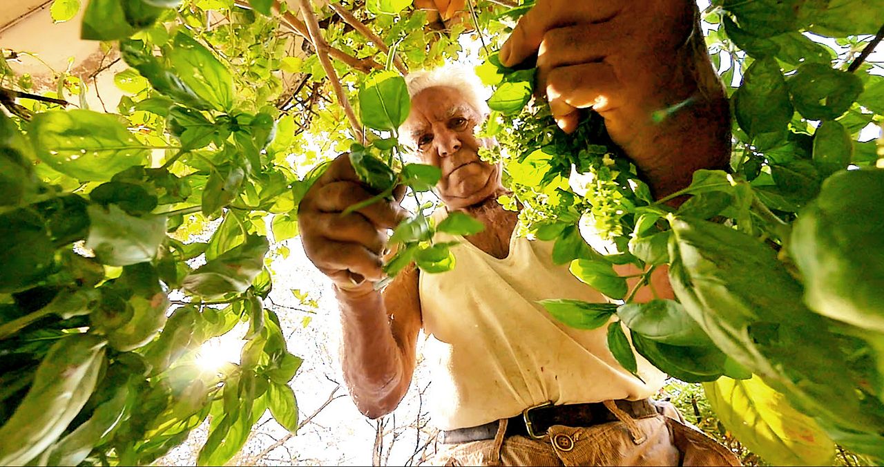Le Potager de mon grand-père : Photo