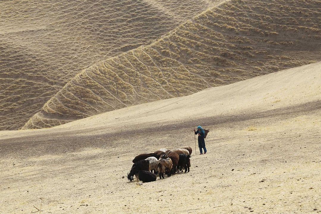 Wolf And Sheep : Photo