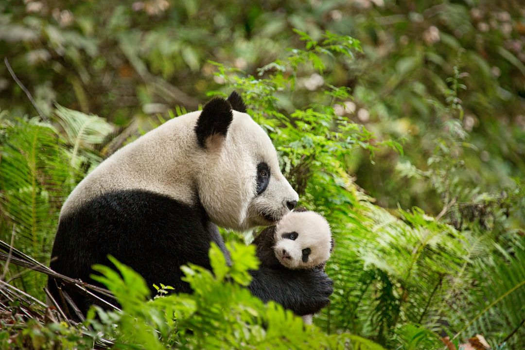Nés en Chine : Photo
