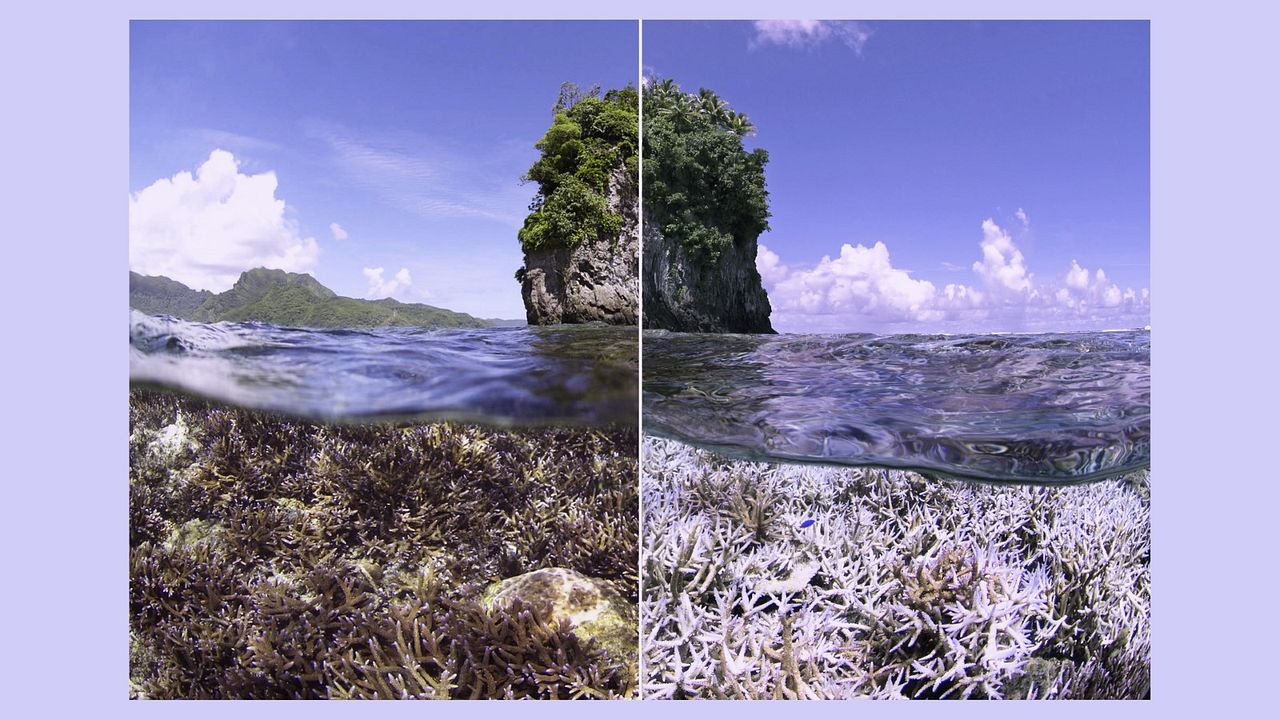 Chasing Coral : Photo