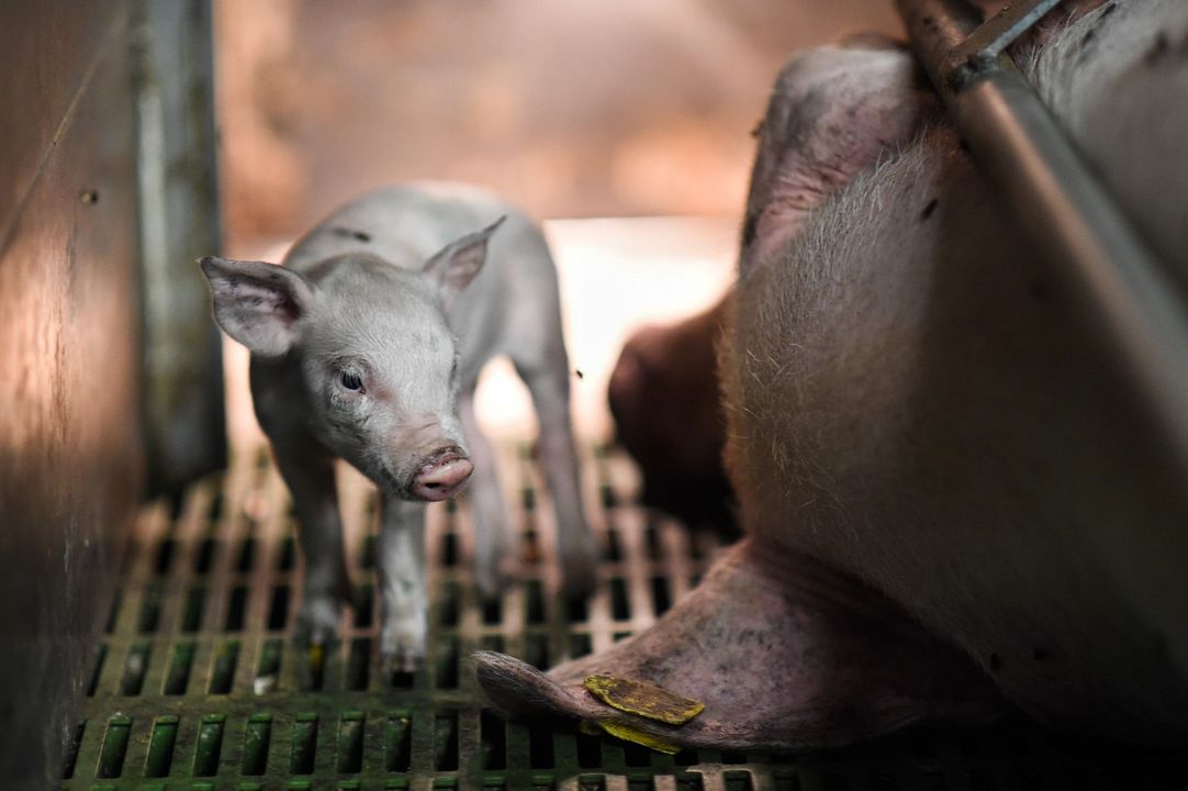 La Fin de la viande : Photo