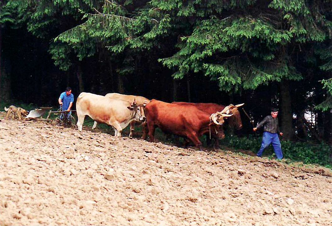 Toi ! L'Auvergnat... dernier paysan : Photo