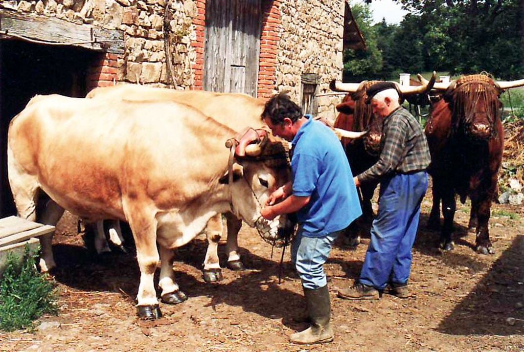 Toi ! L'Auvergnat... dernier paysan : Photo