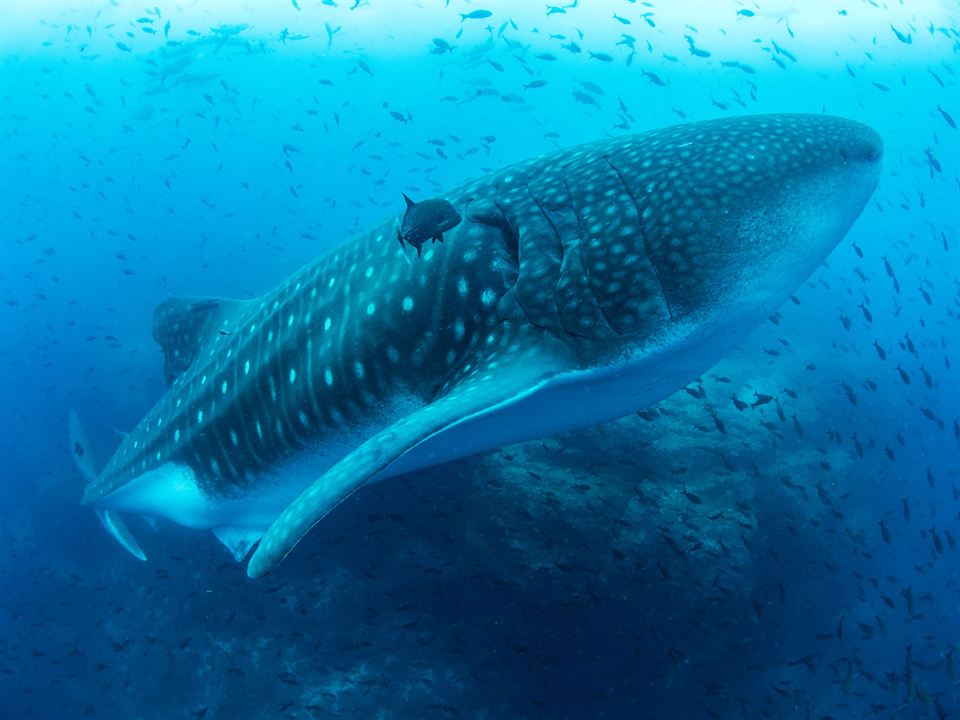 Océans : Notre planète bleue : Photo