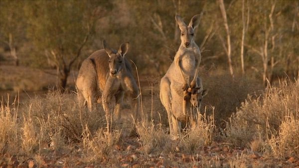 Kangaroo – A Love-Hate Story : Photo