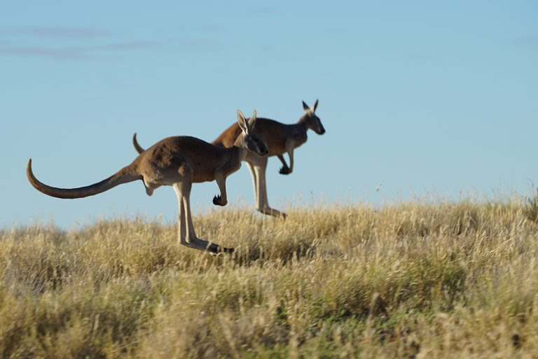 Kangaroo – A Love-Hate Story : Photo