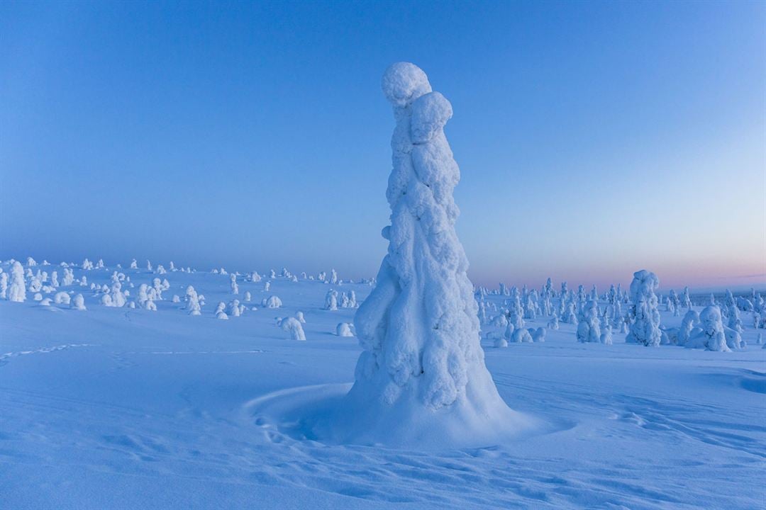 Aïlo : une odyssée en Laponie : Photo