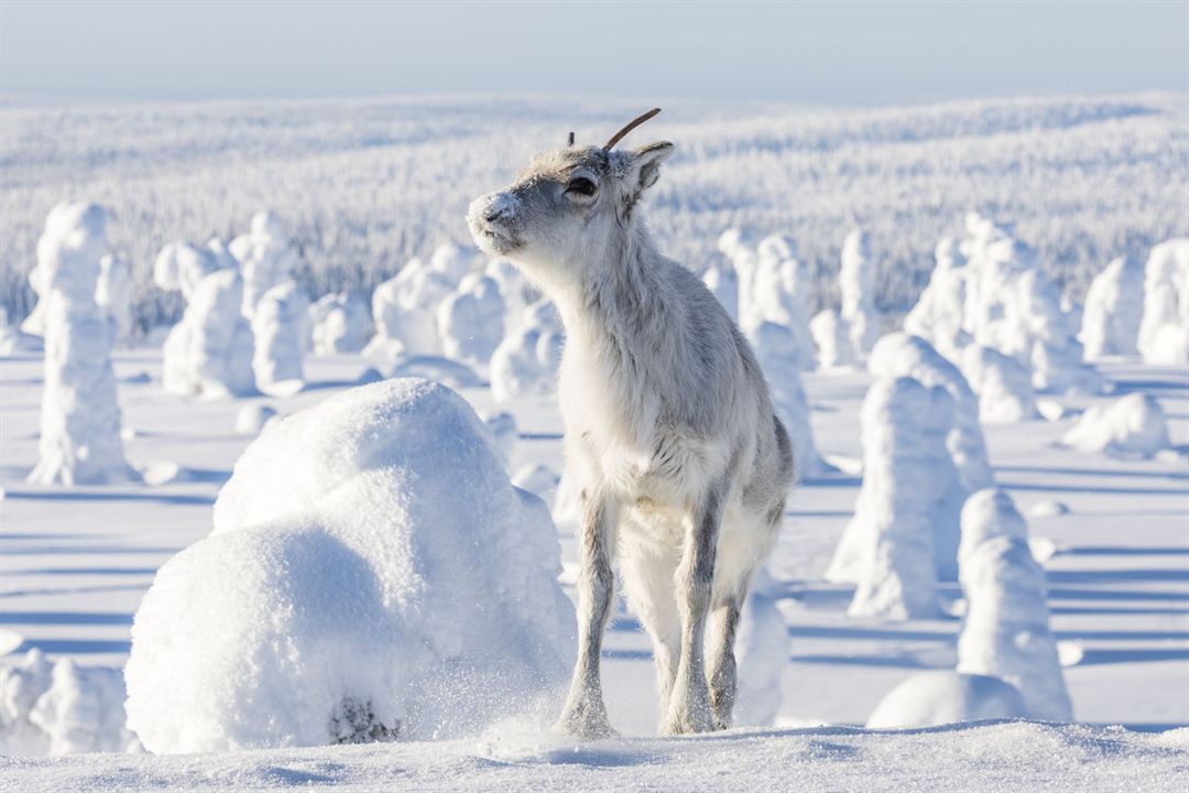 Aïlo : une odyssée en Laponie : Photo