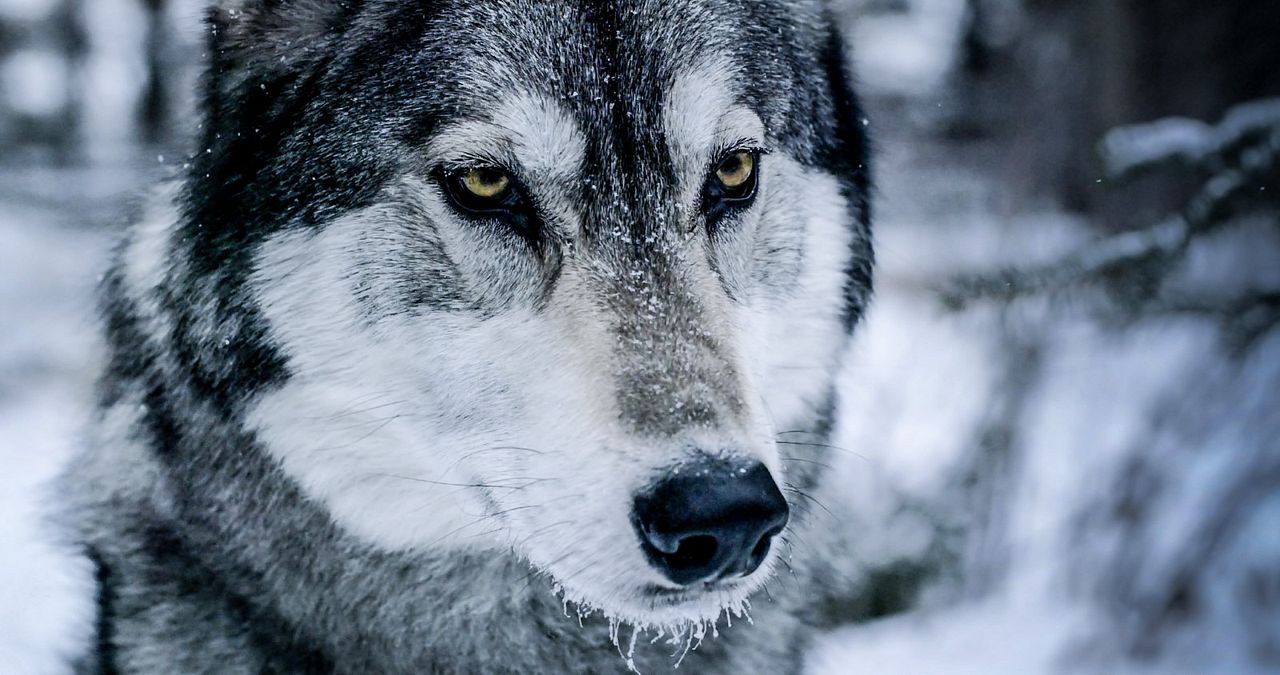 This Mountain Life : Photo