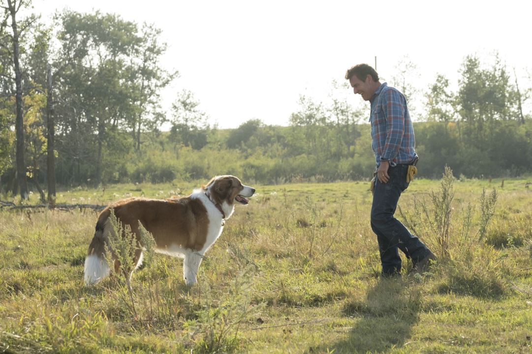 Mes autres vies de chien : Photo Dennis Quaid