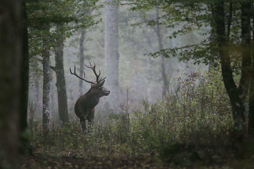 Chambord : Photo