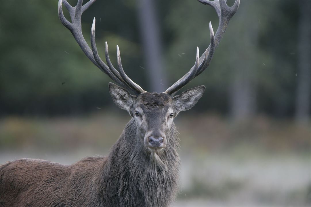 Chambord : Photo