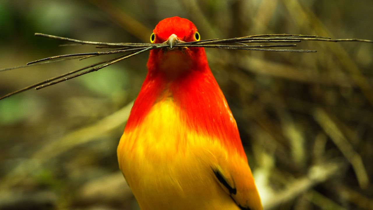 Dancing With The Birds : Photo