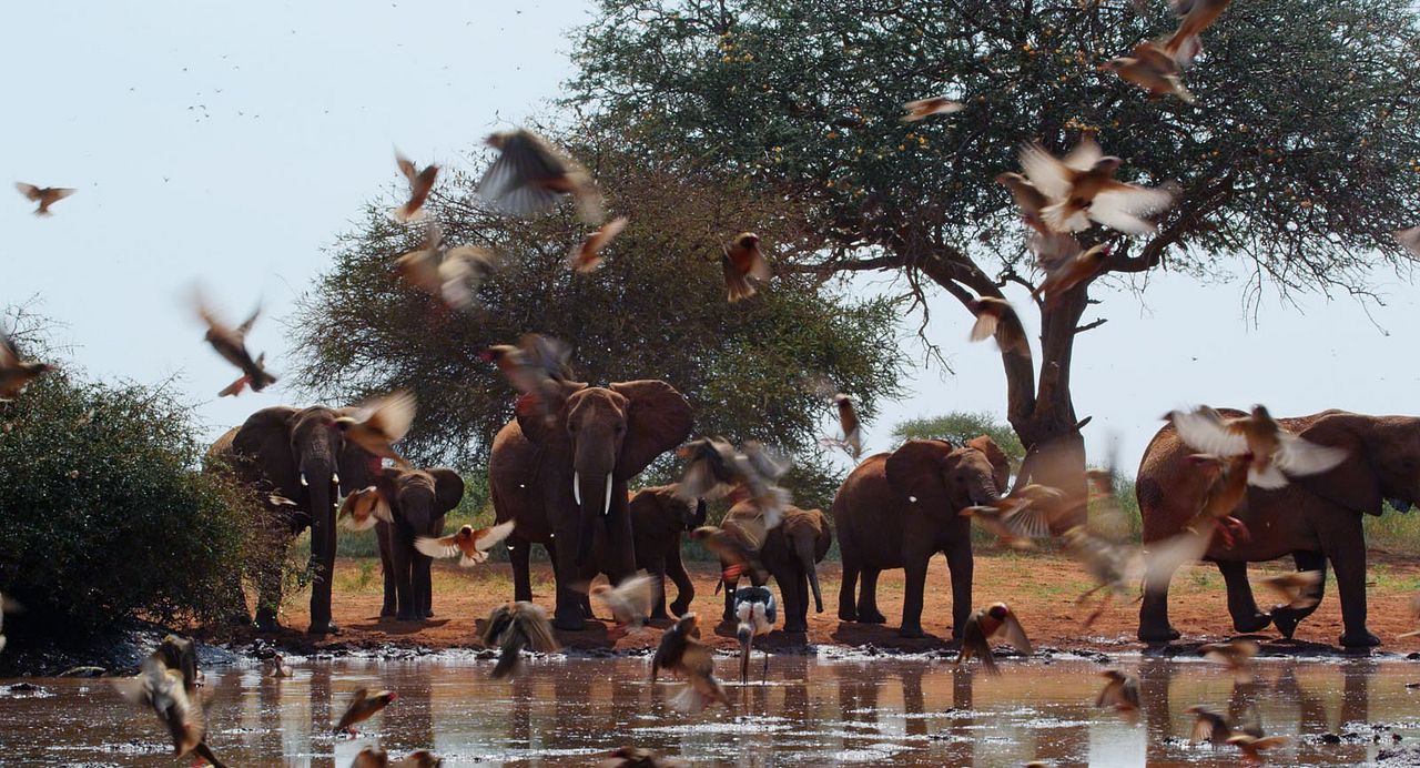 The Elephant Queen : Photo