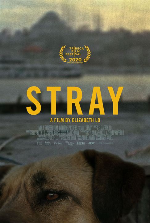 Stray : Affiche