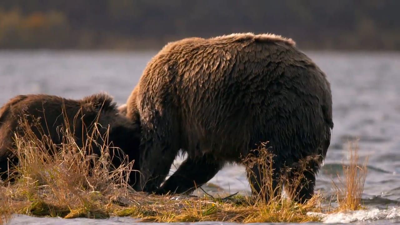 Alaska, Survie avec les ours : Affiche
