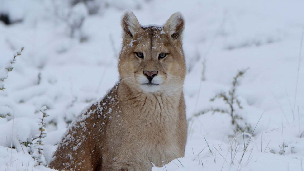 Les merveilles cachées de l’hiver : Photo