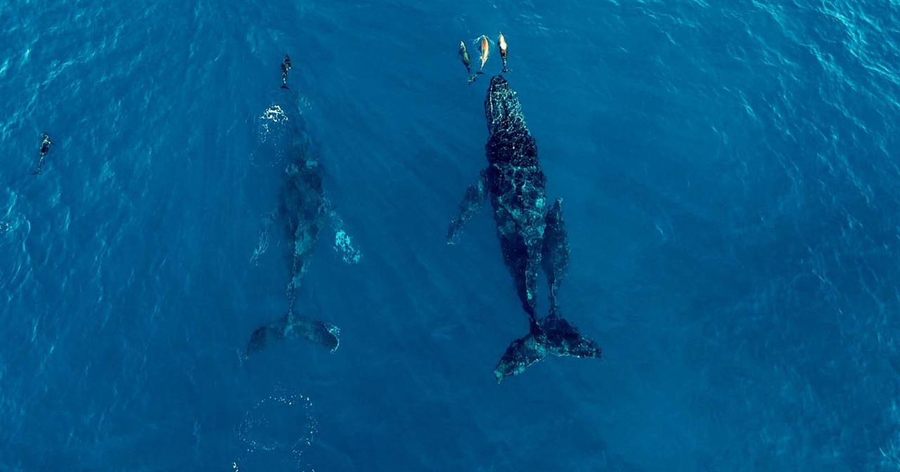 Seaspiracy : La Pêche en Question : Photo