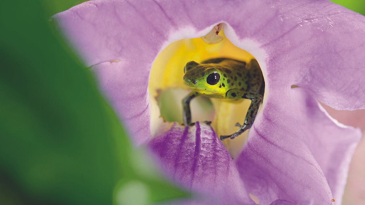 La Vie en couleurs avec David Attenborough : Photo