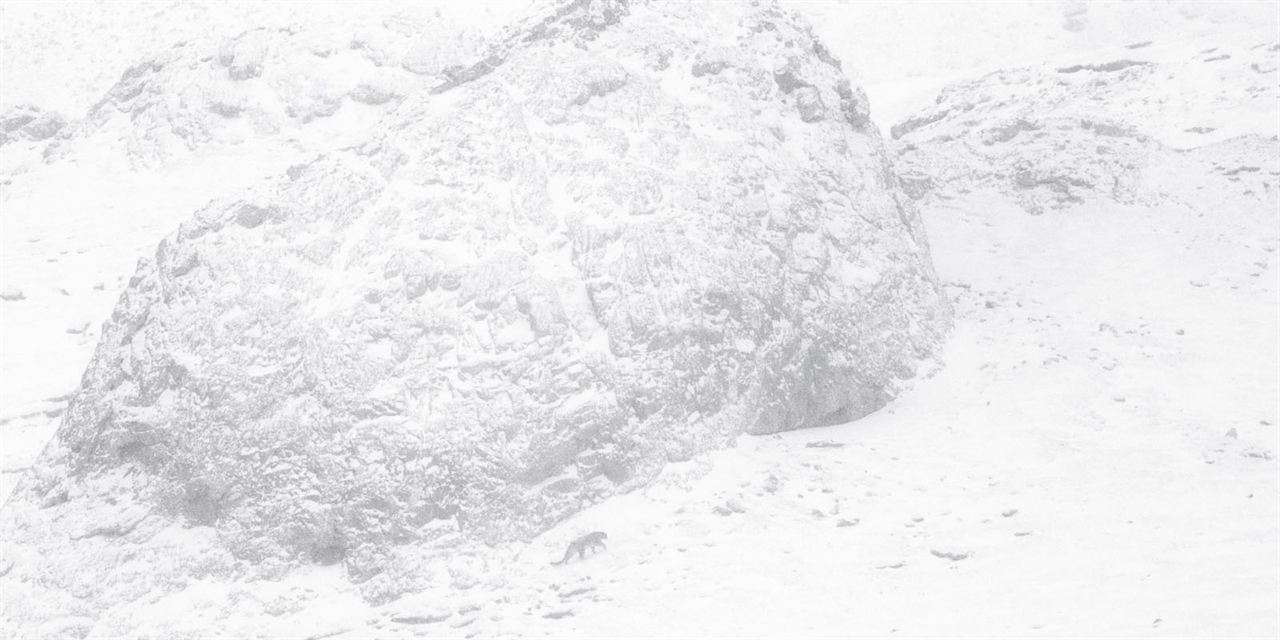 La Panthère des neiges : Photo