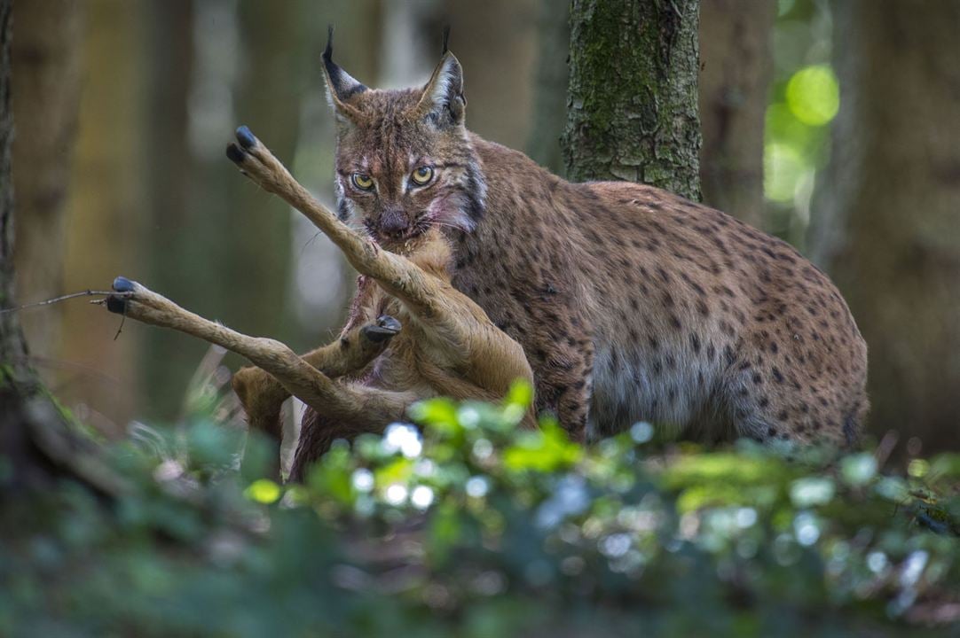 Lynx : Photo
