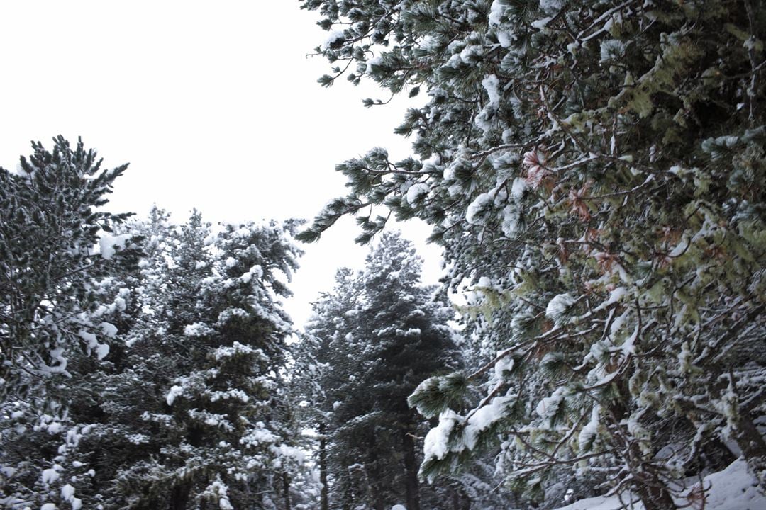 La Puissance de l’arbre avec Ernst Zürcher : Photo