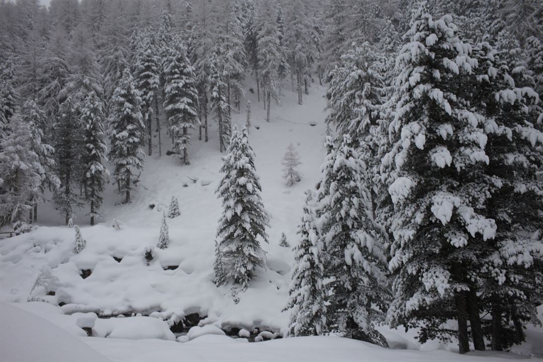 La Puissance de l’arbre avec Ernst Zürcher : Photo