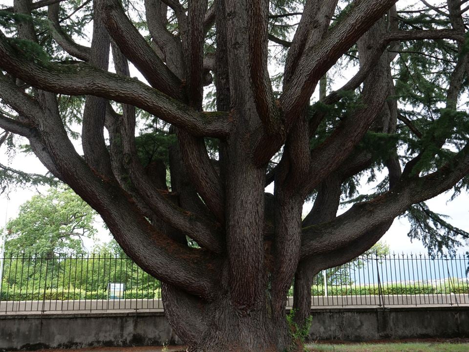 La Puissance de l’arbre avec Ernst Zürcher : Photo