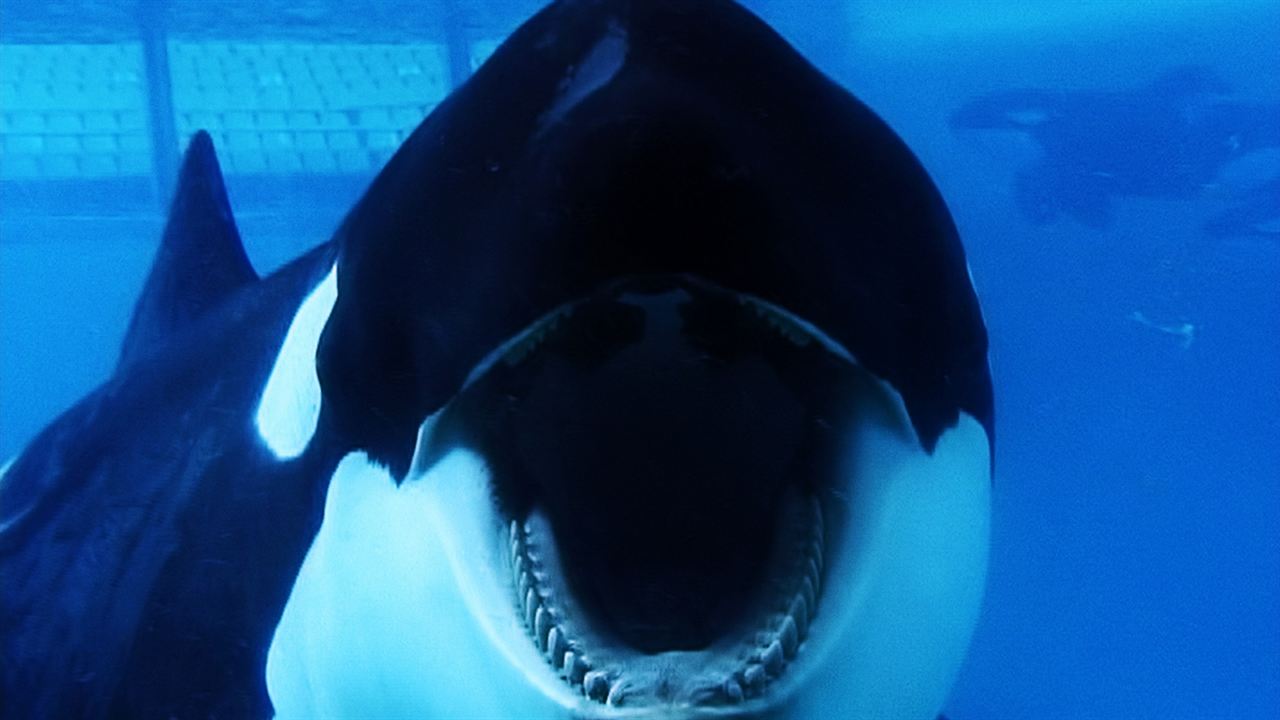 Blackfish : Photo