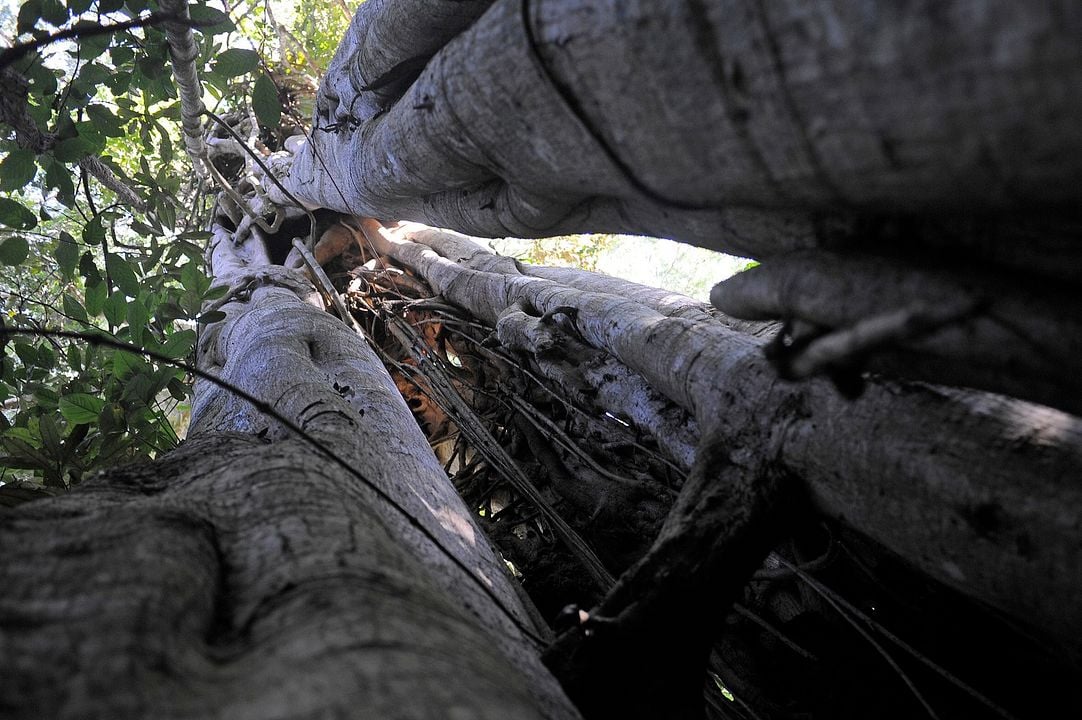 Il était une forêt : Photo