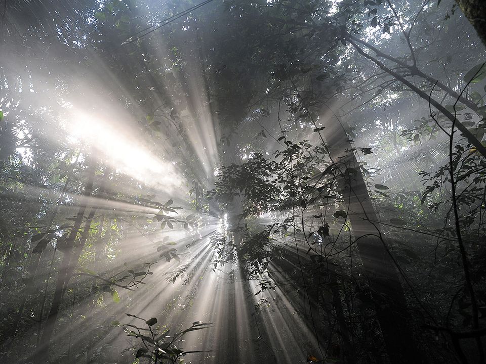 Il était une forêt : Photo