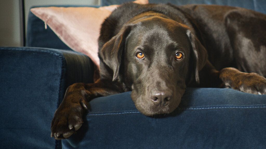 Dans la peau de nos animaux : Photo
