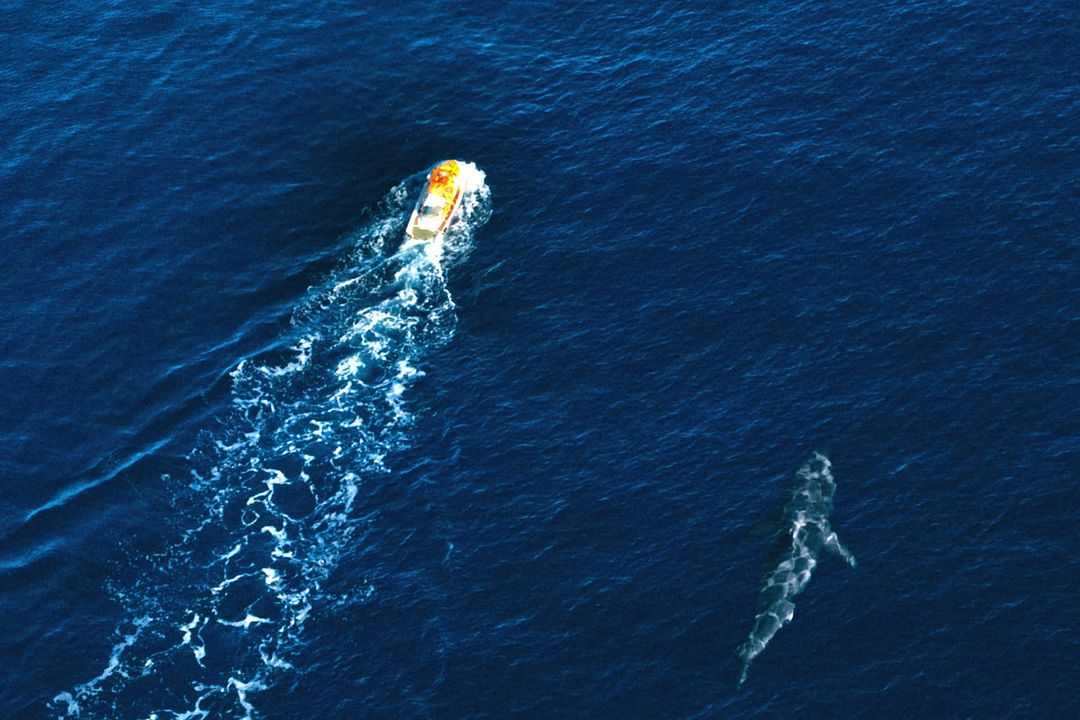 Shark Bay : Photo